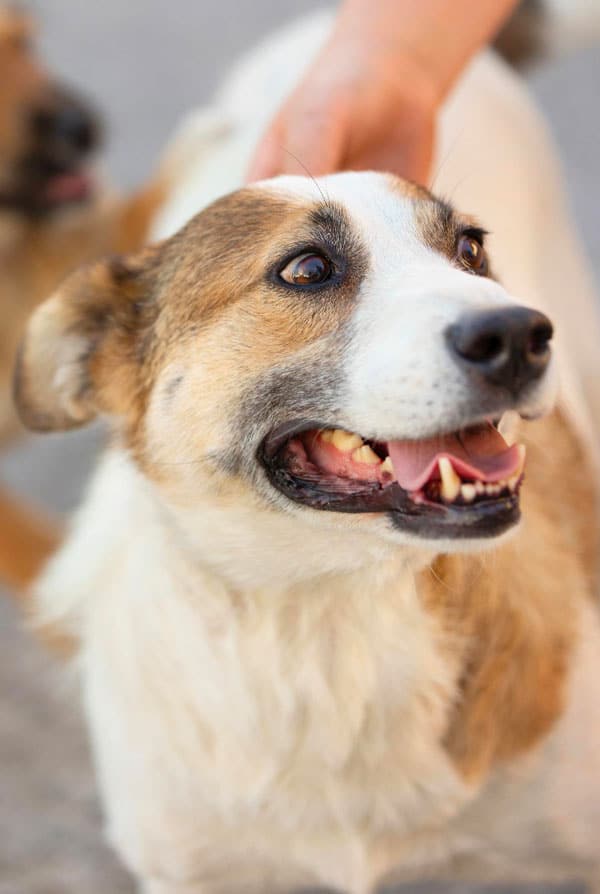 Chien ayant un staphylocoque