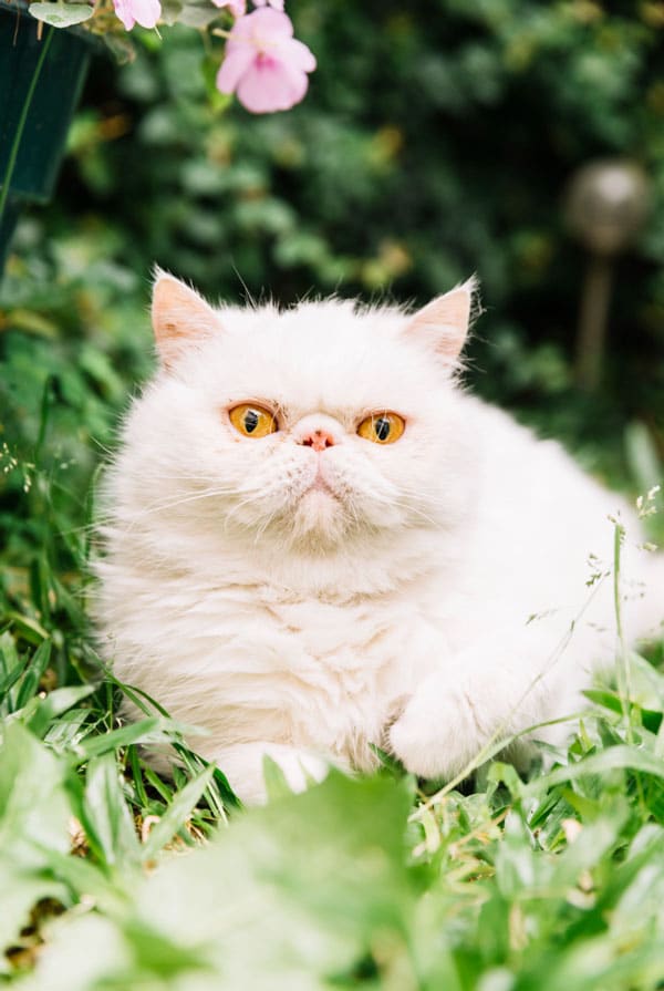 Chat avec une robe claire atteint du syndrome de Chédiak-Higashi