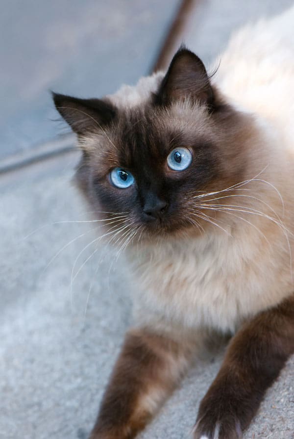 Chat type Sacré de Birmanie atteint du syndrome de nudité
