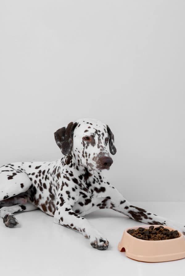 Un chien blanc et noir devant ses croquette qui refuse de manger