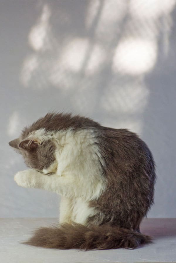 Chat qui se toilette et forme une boule de poils