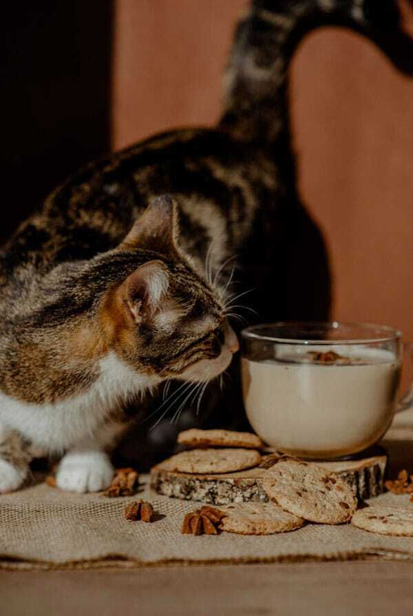 chat qui renifle des cookies au chocolat