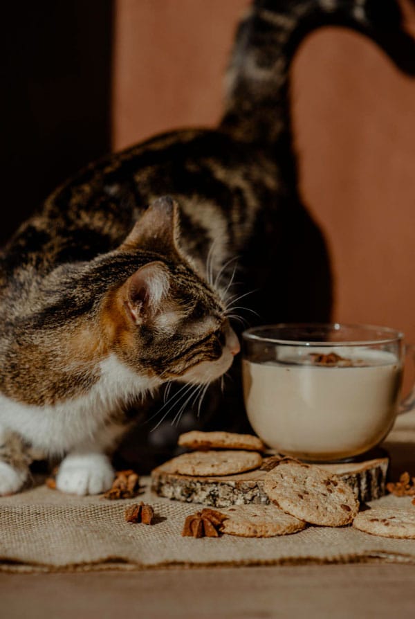 chat qui renifle des cookies au chocolat