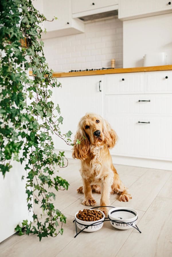 chien beige dans une cuisine devant un bol d'eau et de croquette