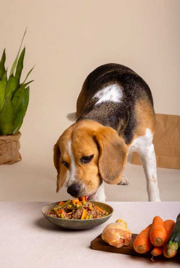 Chien brun noir et blanc qui mange