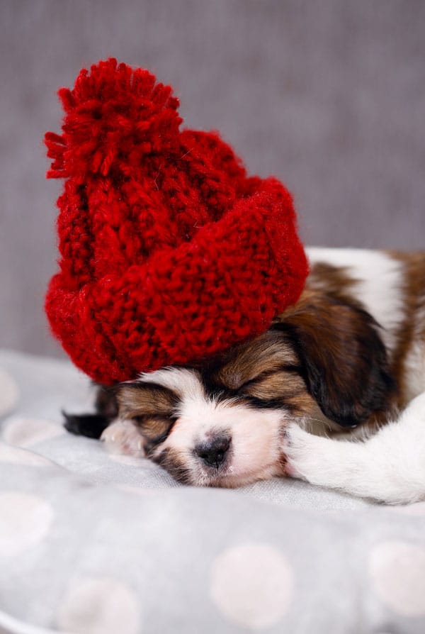 chiot blanc et beige avec un petit chapeau rouge
