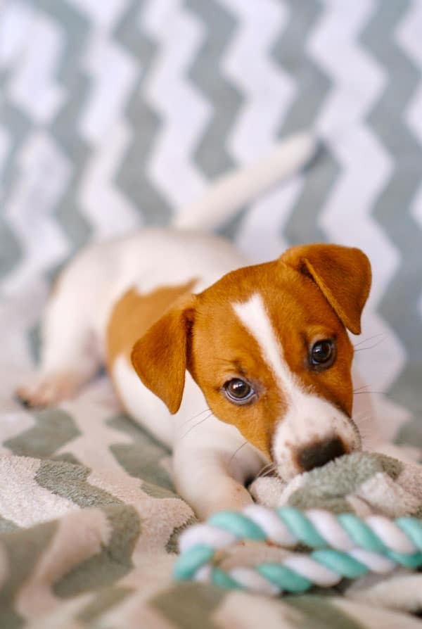 chiot jack russell blanc et brun a l'intérieur qui joue avec un jouet