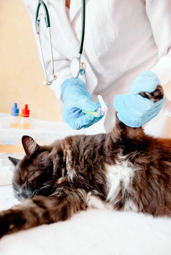 Chat chez le vétérinaire pour coagulopathie