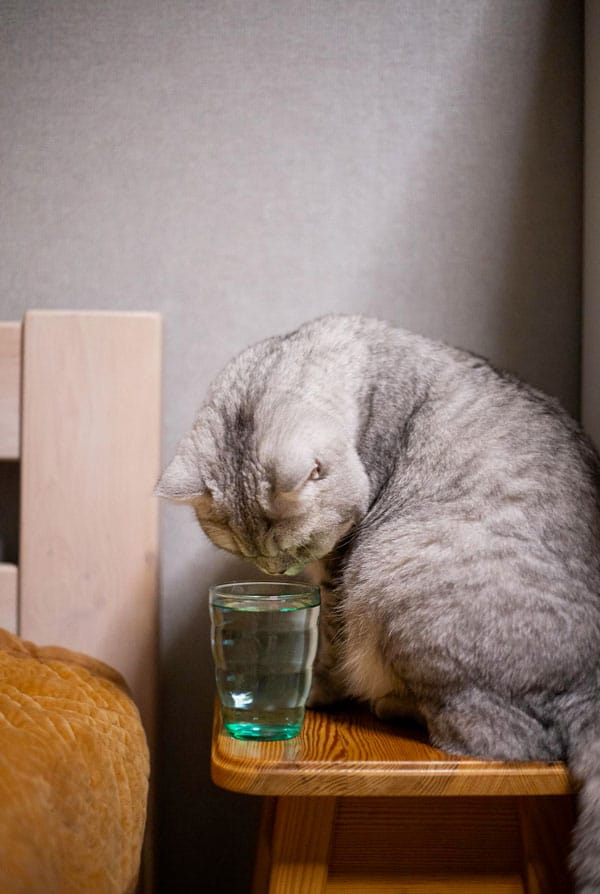 Chat atteint de diabète insipide