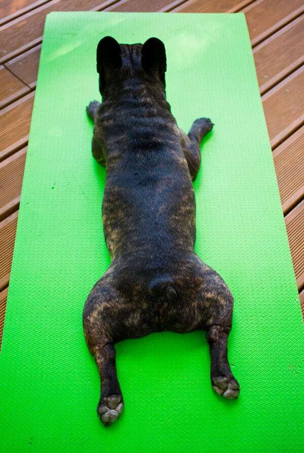 Chien type Bouledogue ayant une dysplasie rénale