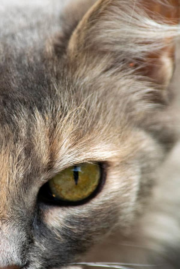 Chat ayant la gale des oreilles