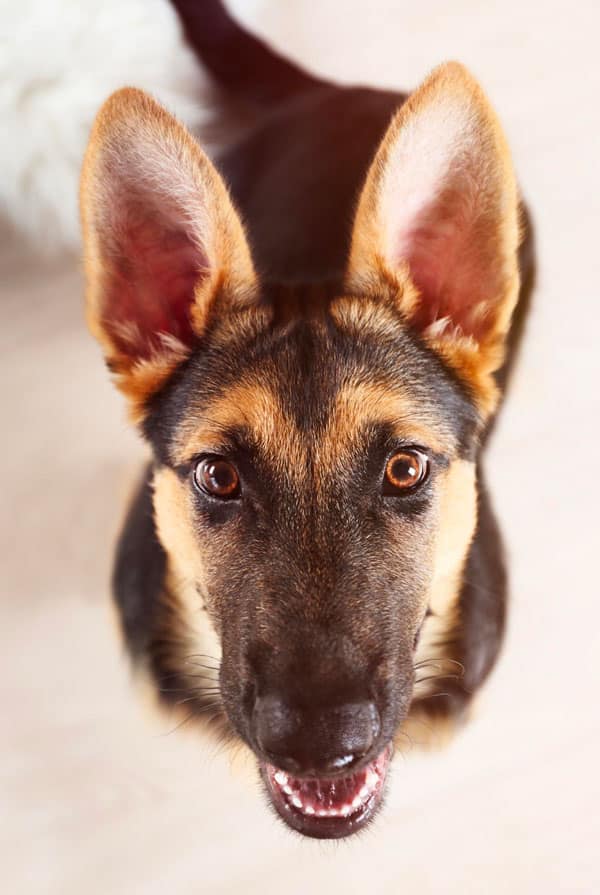 Chien présentant une gale des oreilles