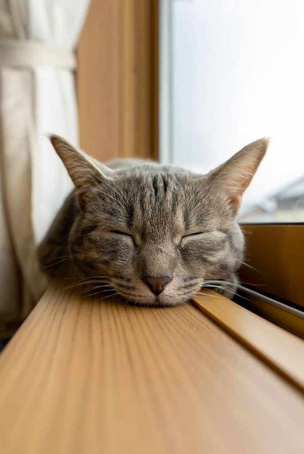 Chat fatigué à cause d'une glycogénose