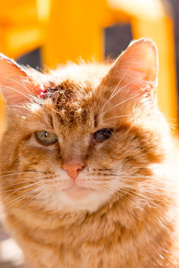 Chat ayant subi une greffe de cornée