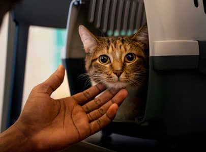 Chat roux brun dans une cage de transport adoption