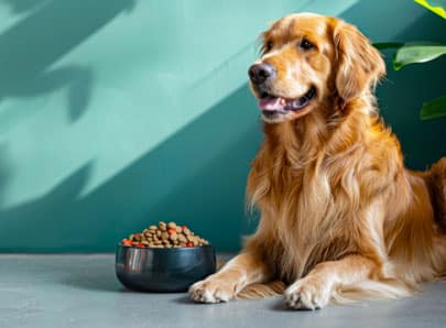 Un chien dans un salon qui ne regarde pas ses croquette et qui refuse de manger