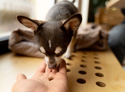 Chien chihuahua qui renifle un bout de chocolat