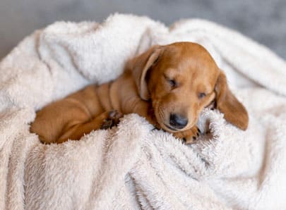 Chiot brun dans une couverture blanche