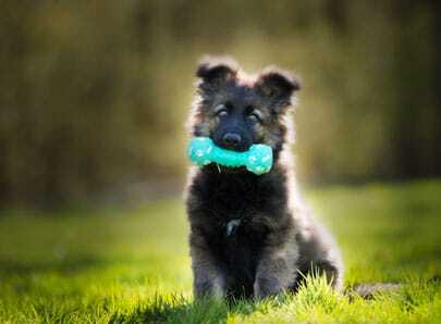 Un chiot avec un jouet bleu dans la bouche