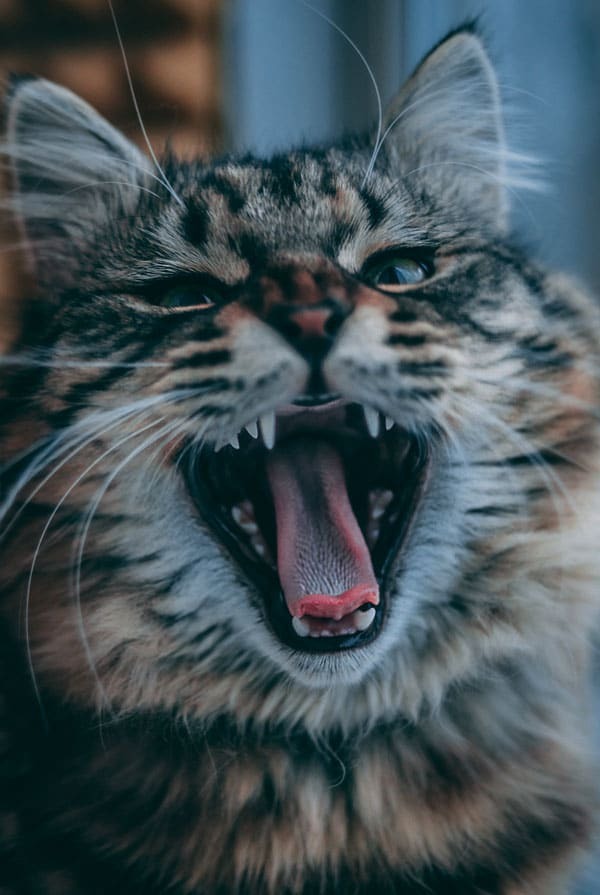 Chat ayant une maladie comportementale