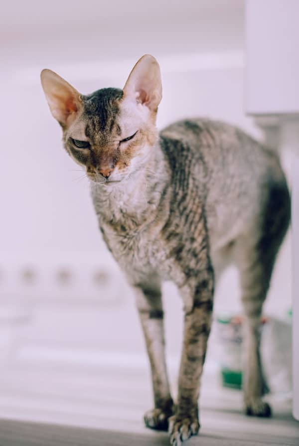 Chat atteint de myopathie héréditaire