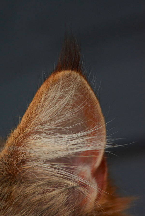 Oreille de chat avec une otite externe