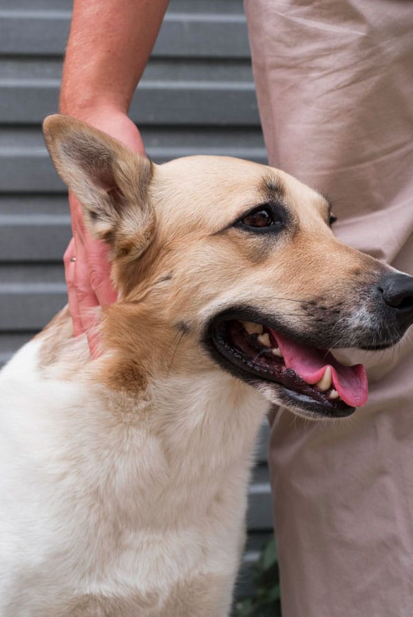 Chien avec une otite externe