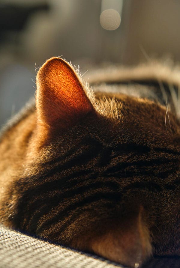 Chat ayant une otite interne