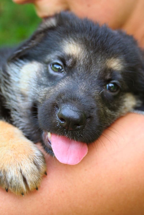 Jeune chien ayant une panostéite