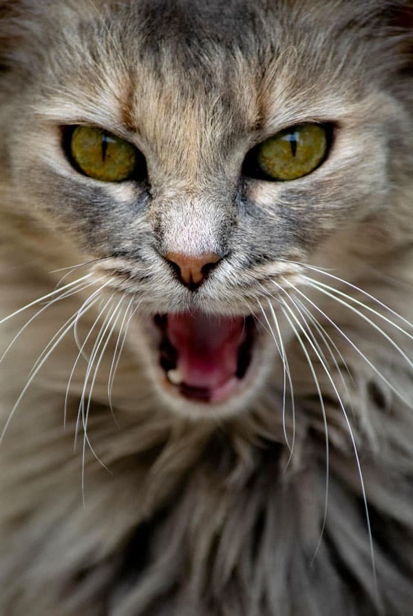 Chat qui présente des signes de rage