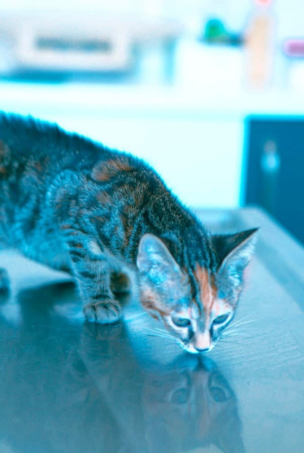 Chat chez le vétérinaire pour une splénectomie