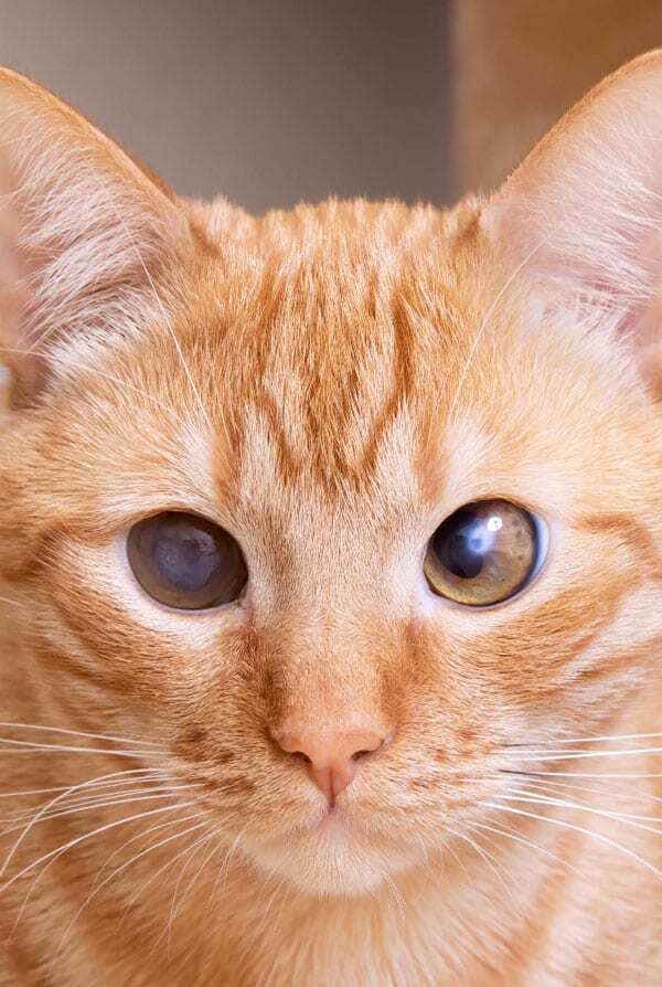 Chat atteint du syndrome de Claude-Bernard-Horner