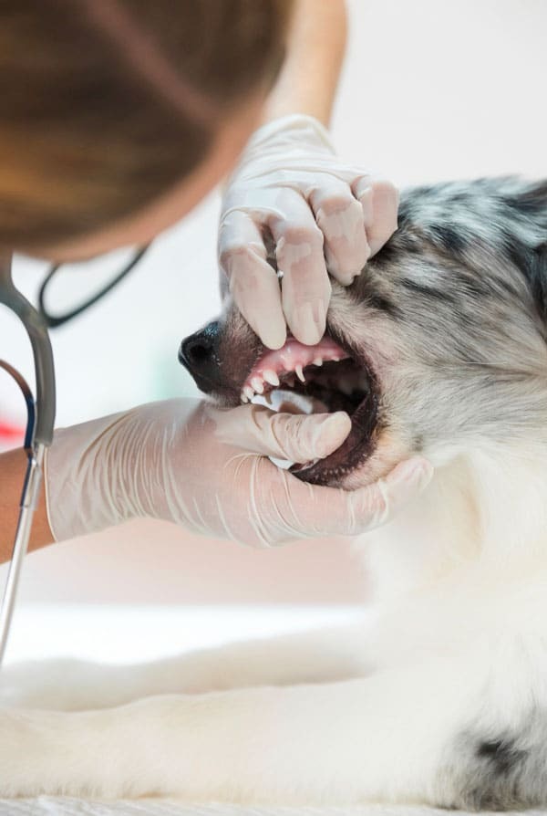 Chien chez le vétérinaire pour du tartre