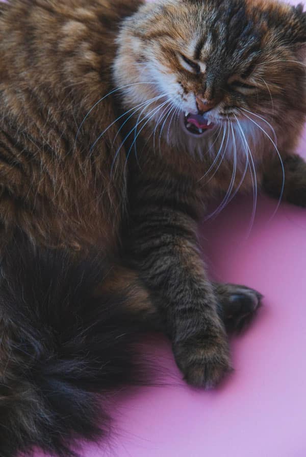 Chat ayant un ulcère de l'estomac