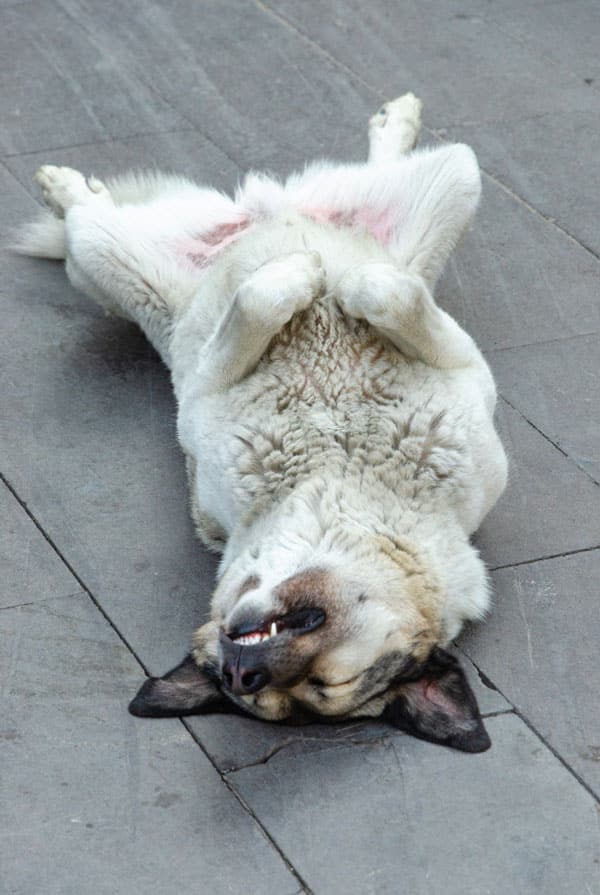 Chien ayant un ulcère à l'estomac