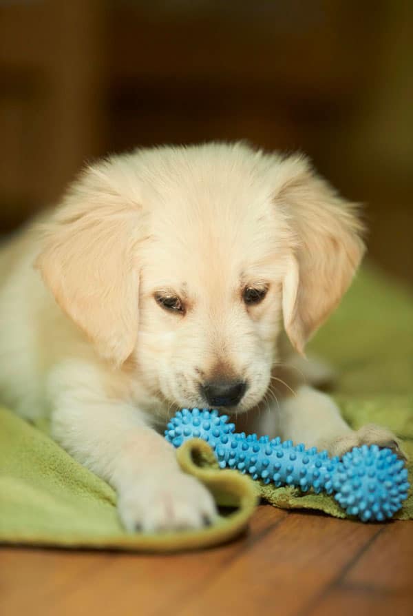 Un chiot beige qui joue avec son jouet