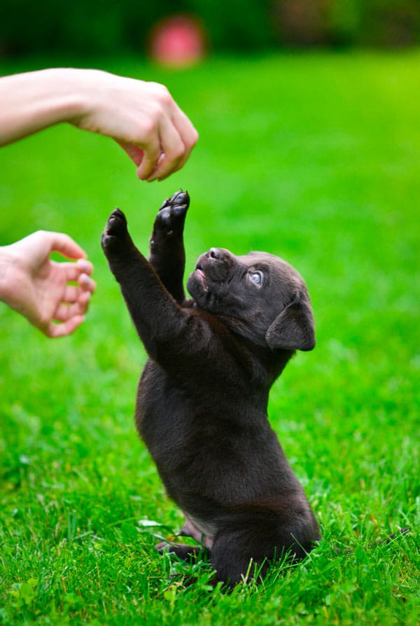 Un chiot noir qui joue dans l'herbe avec son proprietaire
