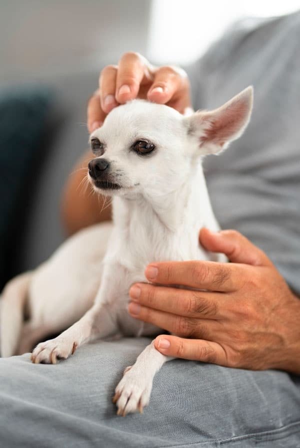 Chien ayant une verrue sur la tête