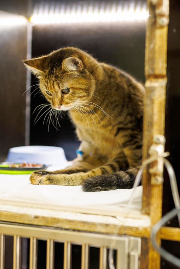 Chat chez le vétérinaire pour une amputation