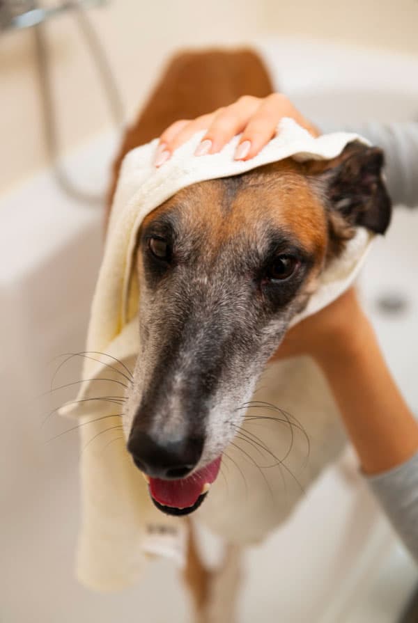 Chien atteint d'amyloïdose
