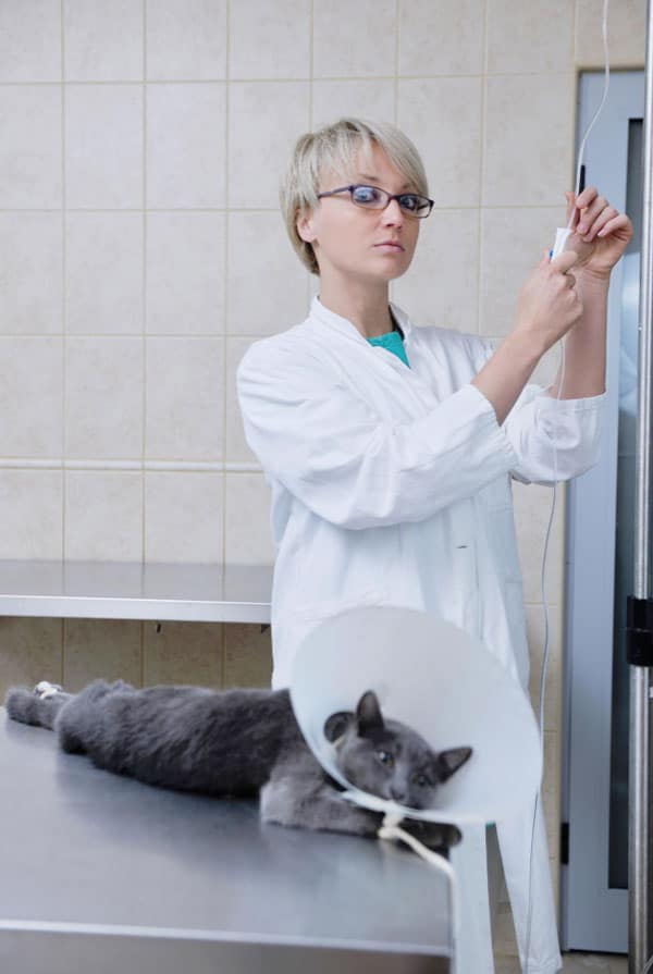 Chat chez le vétérinaire pour une arthroplastie