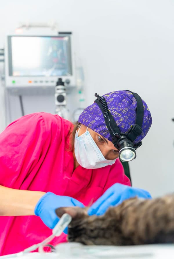 Chat chez le vétérinaire pour une arthroscopie