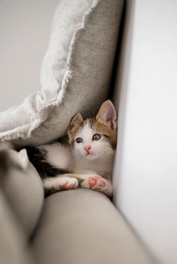 Chat caché dans le canapé