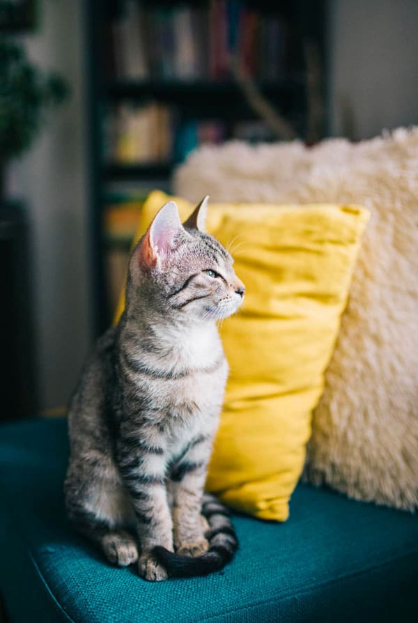 Chat gris sur un canape bleu prévention maladies de la peau
