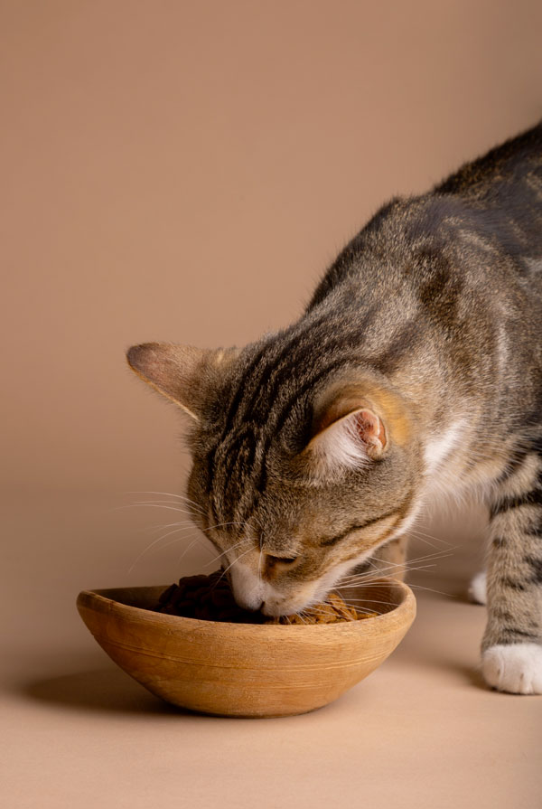 Chat qui mange dans sa gamelle