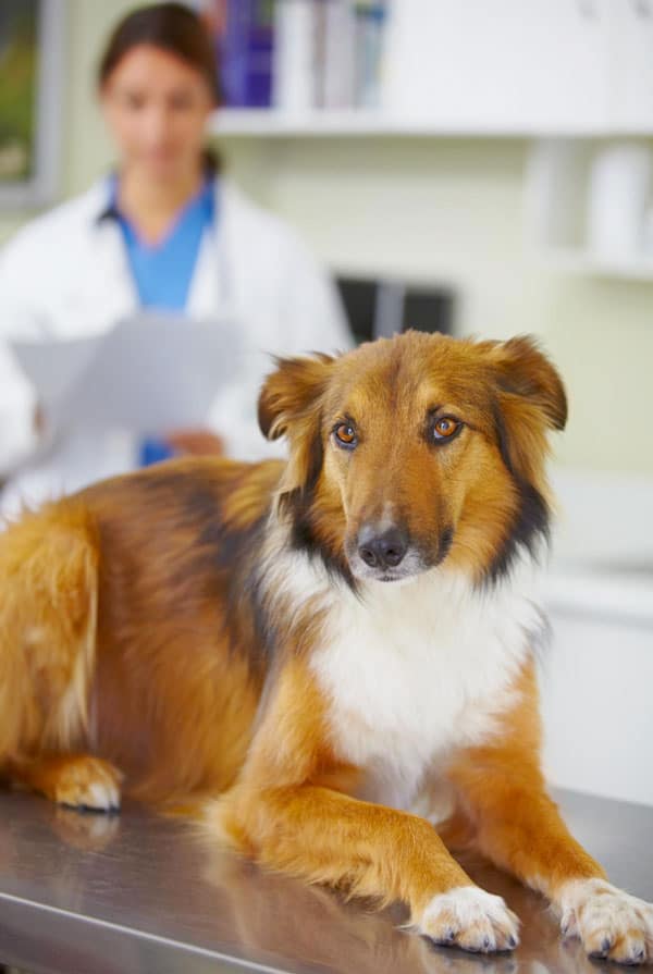 Chien en auscultation chez le vétérinaire