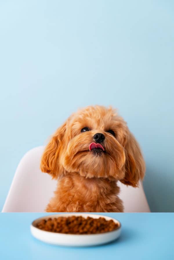 Chien devant une assiette de croquettes