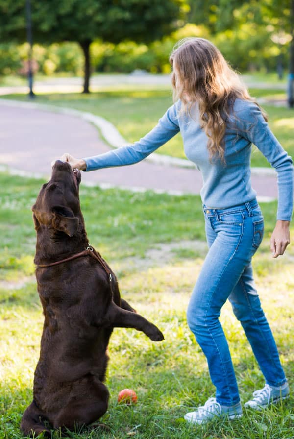 Chien en plein séance d'éducation avec son propriétaire