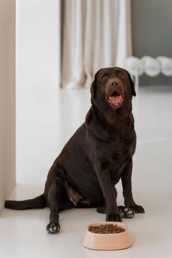 Chien type Labrador devant sa gamelle de croquettes