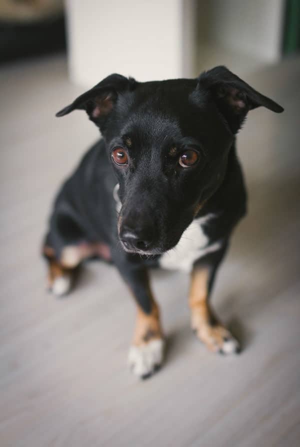 Un chien noir, blanc et beige qui a un regard peureux